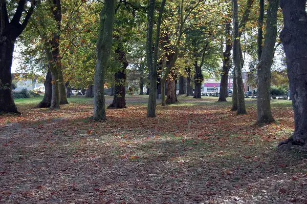 Monte Escalier Mobilité Installateur monte escalier Idron